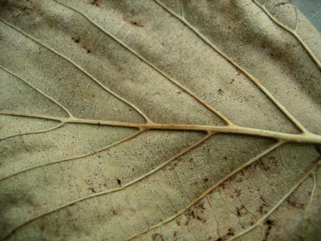 Bénédiction apache Fidèle à ce qui me grandit.