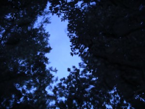 Dialogue d’Anna Akhmatova avec René Char