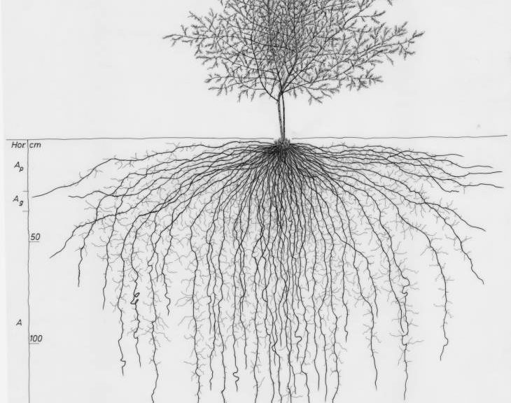 arbre et racines