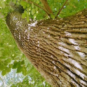 puissance de l'arbre