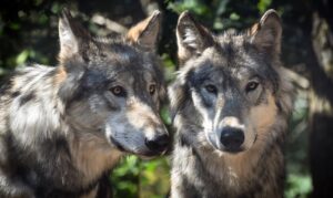 Les deux loups (légende Cherokee)